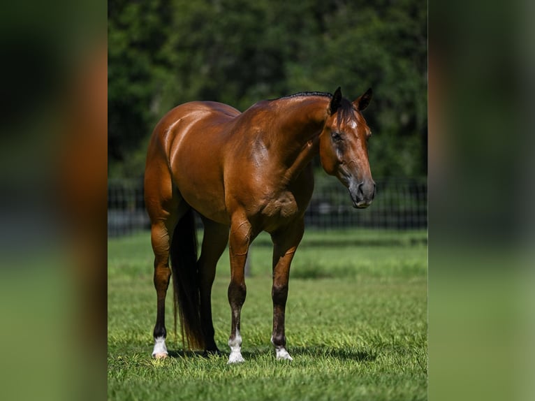 American Quarter Horse Castrone 5 Anni 152 cm Falbo in Joy, IL