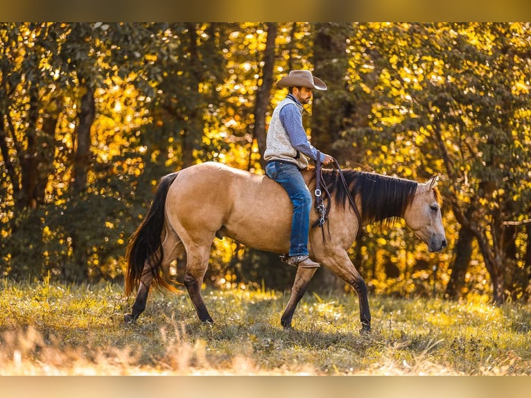 American Quarter Horse Castrone 5 Anni 152 cm Falbo in Lyles, TN