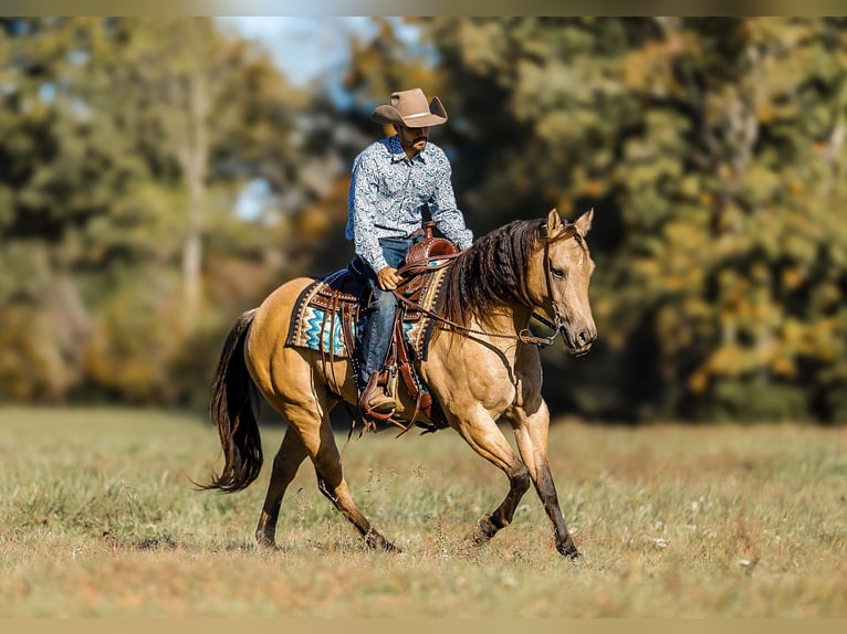 American Quarter Horse Castrone 5 Anni 152 cm Falbo in Lyles, TN