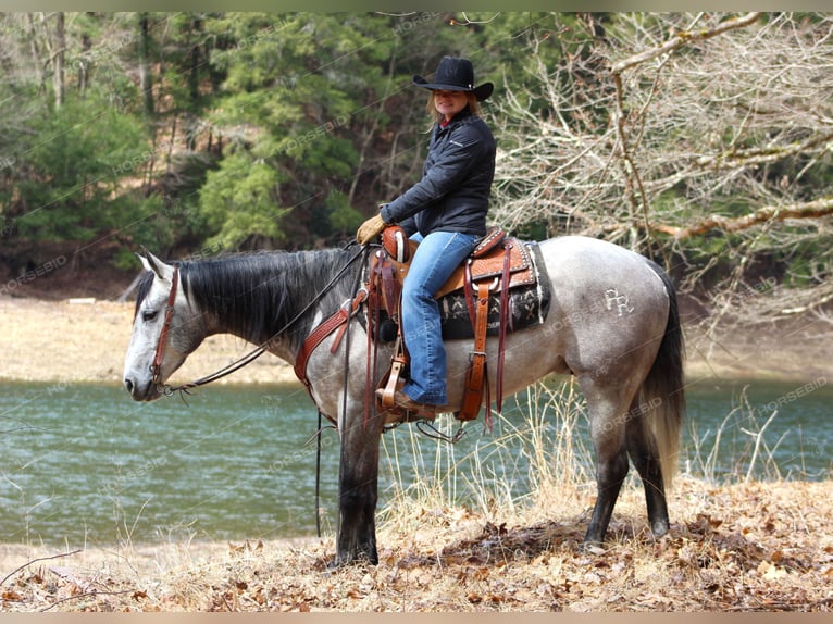 American Quarter Horse Castrone 5 Anni 152 cm Grigio in Clarion, PA