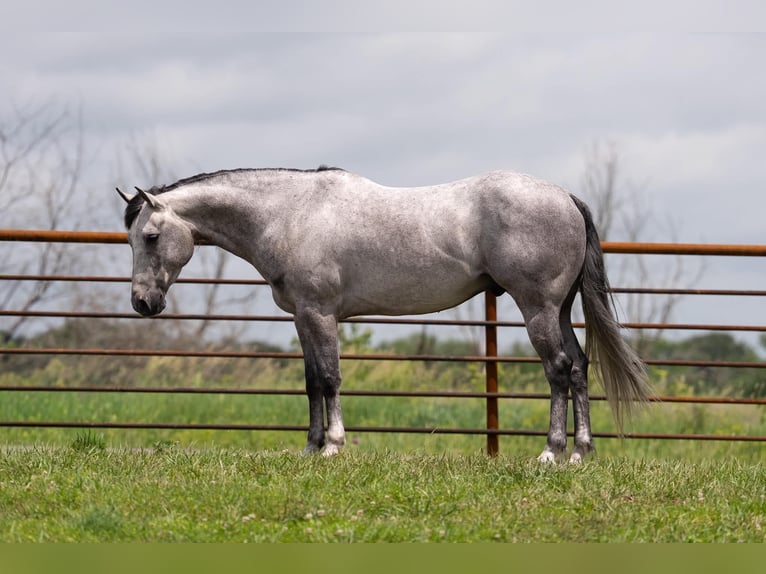 American Quarter Horse Castrone 5 Anni 152 cm Grigio in Lisbon. IA
