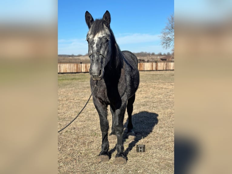 American Quarter Horse Castrone 5 Anni 152 cm Grigio in Jacksboro TX