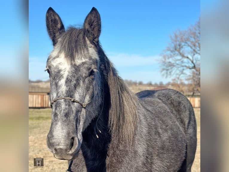 American Quarter Horse Castrone 5 Anni 152 cm Grigio in Jacksboro TX