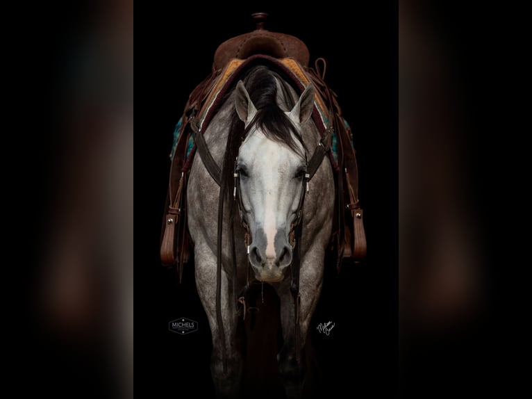 American Quarter Horse Castrone 5 Anni 152 cm Grigio in River Falls