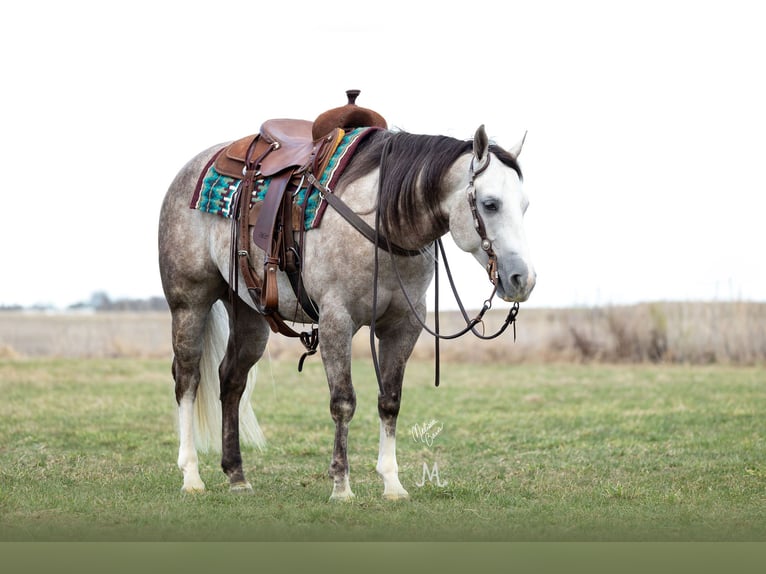 American Quarter Horse Castrone 5 Anni 152 cm Grigio in River Falls