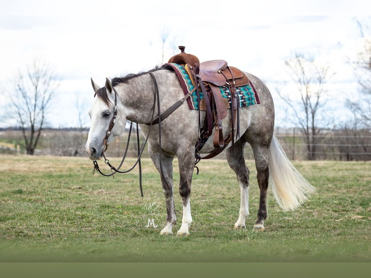 American Quarter Horse Castrone 5 Anni 152 cm Grigio in River Falls