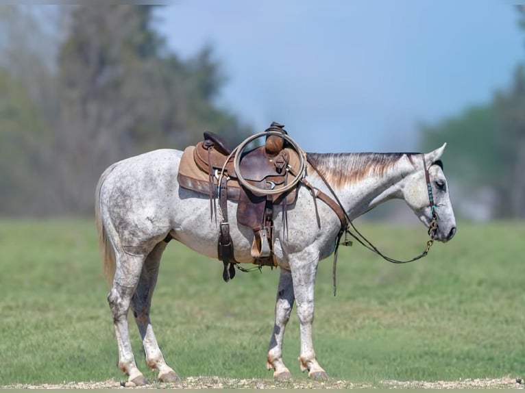 American Quarter Horse Castrone 5 Anni 152 cm Grigio in Mena