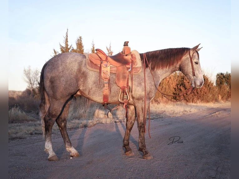 American Quarter Horse Castrone 5 Anni 152 cm Grigio in Whitesboro, TX