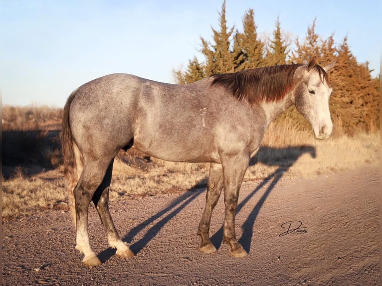 American Quarter Horse Castrone 5 Anni 152 cm Grigio in Whitesboro, TX