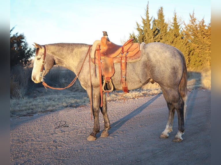 American Quarter Horse Castrone 5 Anni 152 cm Grigio in Whitesboro, TX