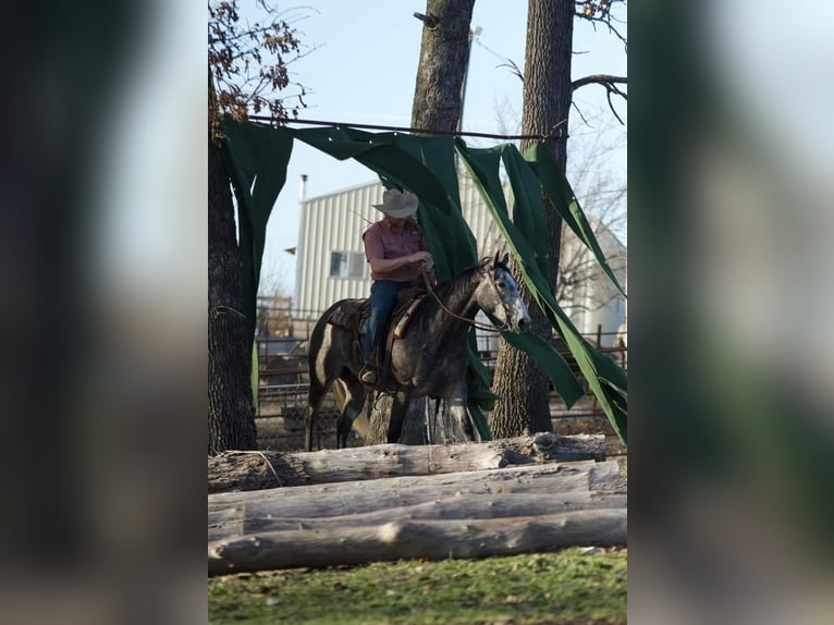 American Quarter Horse Castrone 5 Anni 152 cm Grigio in Buffalo, MO