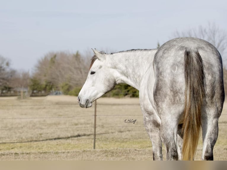 American Quarter Horse Castrone 5 Anni 152 cm Grigio in Ravenna, TX