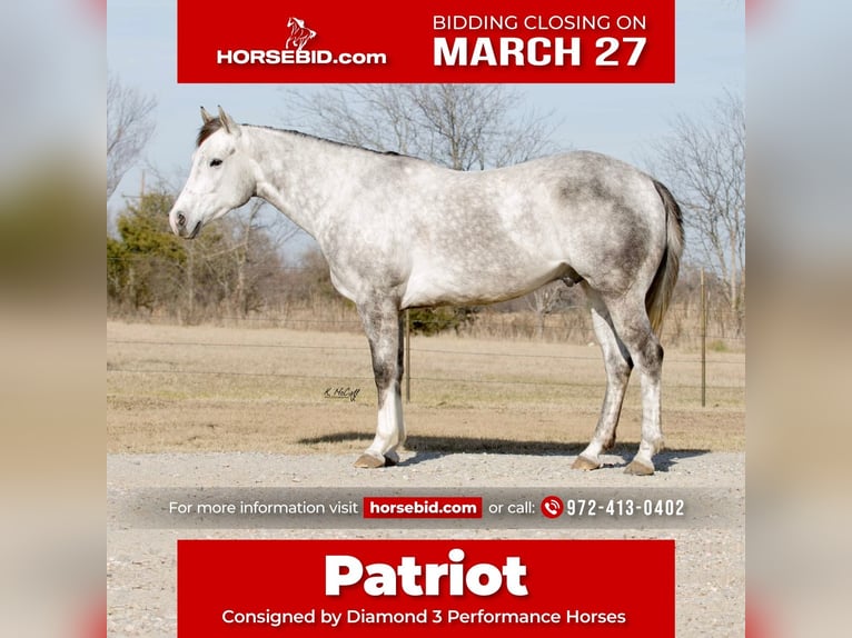 American Quarter Horse Castrone 5 Anni 152 cm Grigio in Ravenna, TX