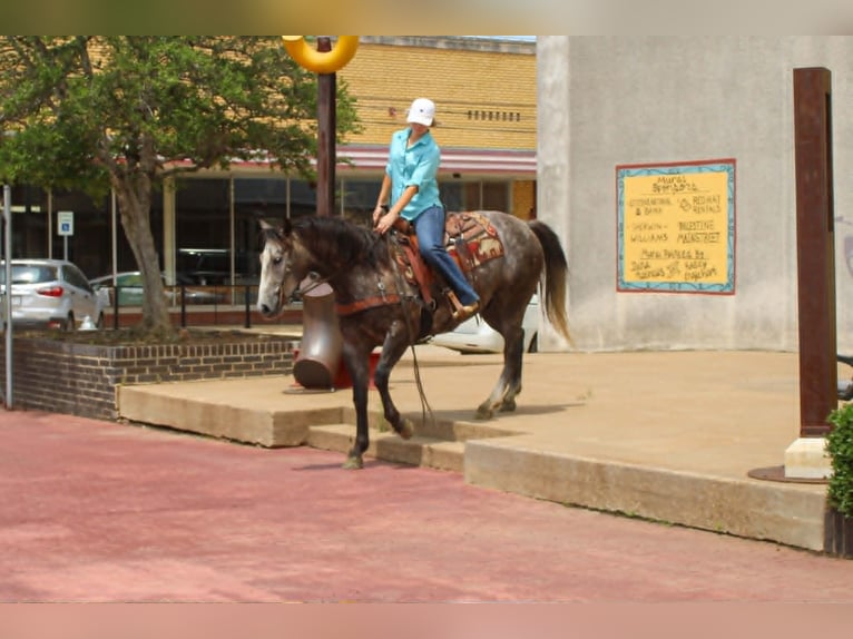American Quarter Horse Castrone 5 Anni 152 cm Grigio in Rusk