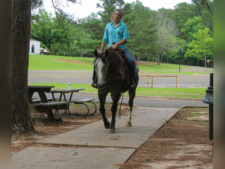 American Quarter Horse Castrone 5 Anni 152 cm Grigio in Rusk
