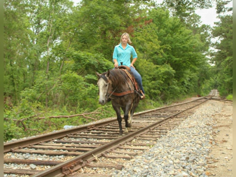 American Quarter Horse Castrone 5 Anni 152 cm Grigio in Rusk