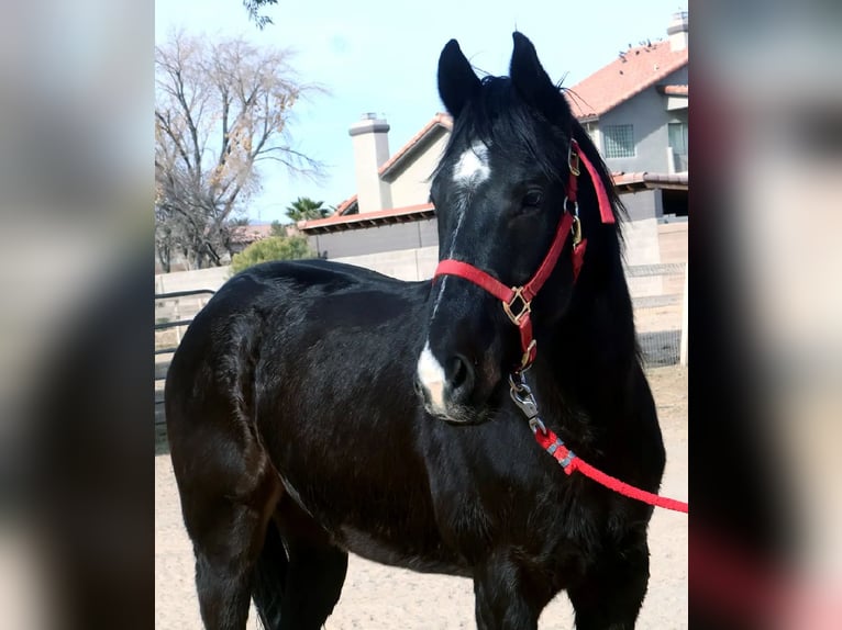 American Quarter Horse Castrone 5 Anni 152 cm Morello in Las Vegas