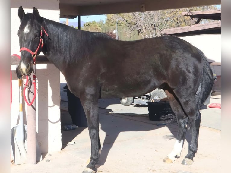 American Quarter Horse Castrone 5 Anni 152 cm Morello in Las Vegas