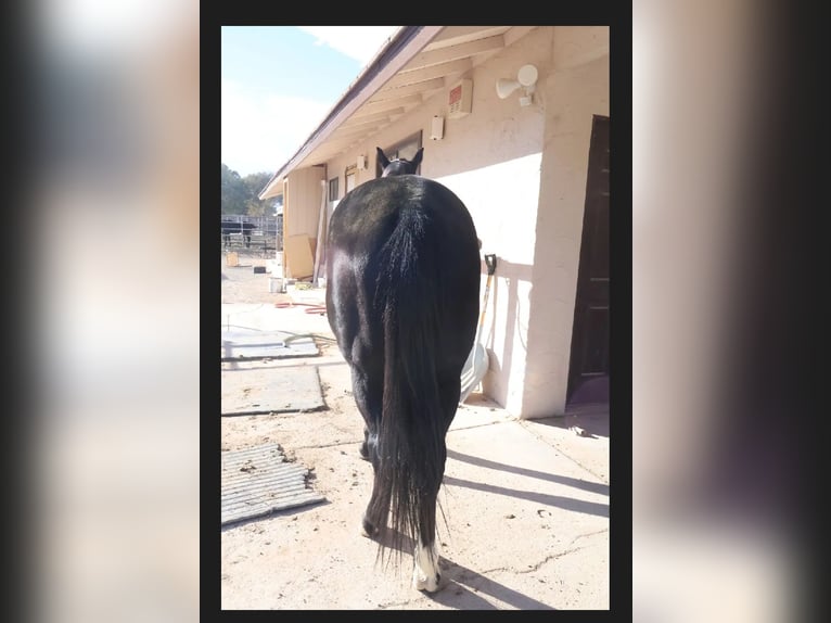 American Quarter Horse Castrone 5 Anni 152 cm Morello in Las Vegas