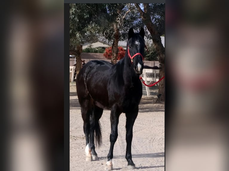 American Quarter Horse Castrone 5 Anni 152 cm Morello in Las Vegas