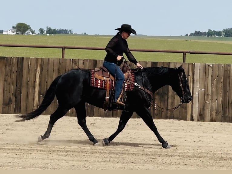 American Quarter Horse Castrone 5 Anni 152 cm Morello in Holland, IA