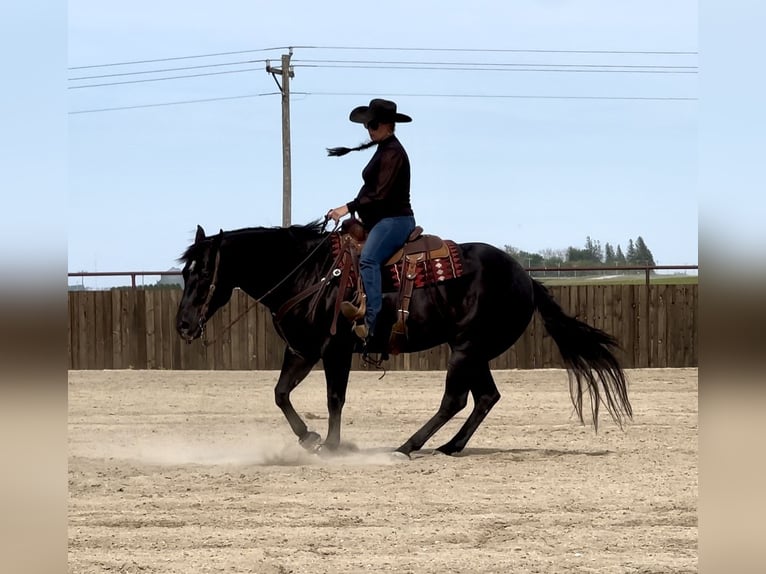 American Quarter Horse Castrone 5 Anni 152 cm Morello in Holland, IA