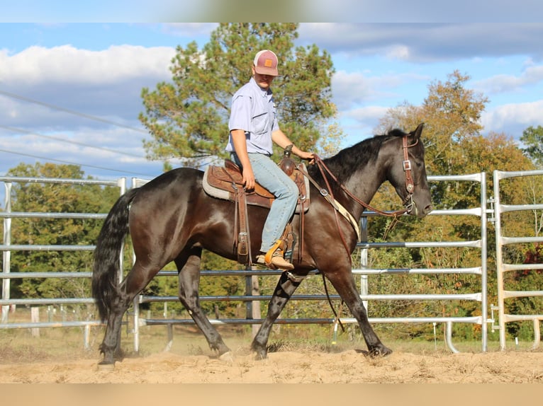 American Quarter Horse Castrone 5 Anni 152 cm Morello in Cherryville NC