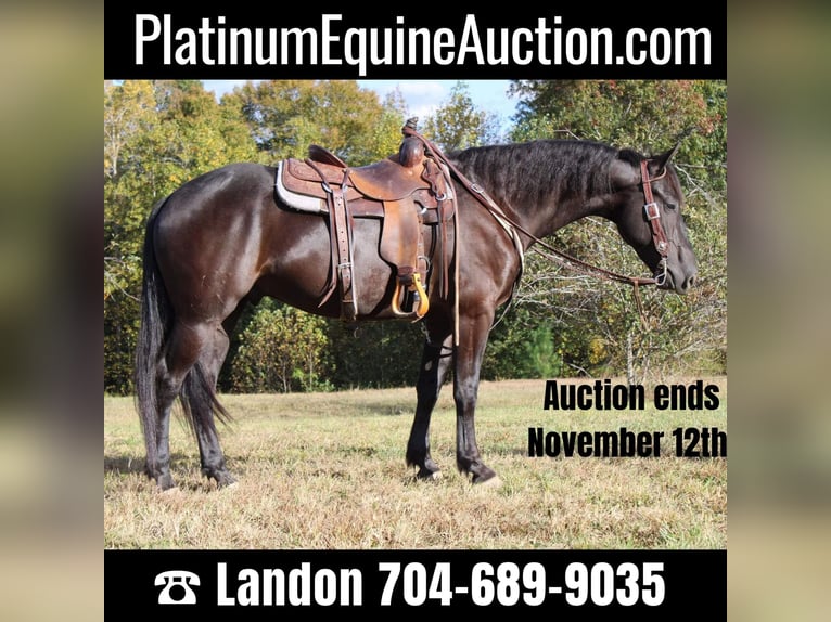 American Quarter Horse Castrone 5 Anni 152 cm Morello in Cherryville NC