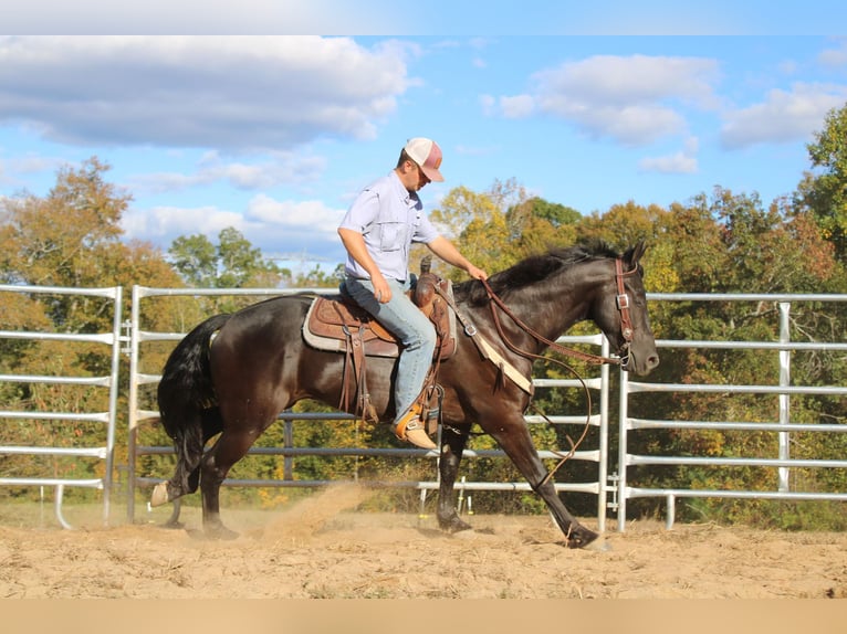 American Quarter Horse Castrone 5 Anni 152 cm Morello in Cherryville NC