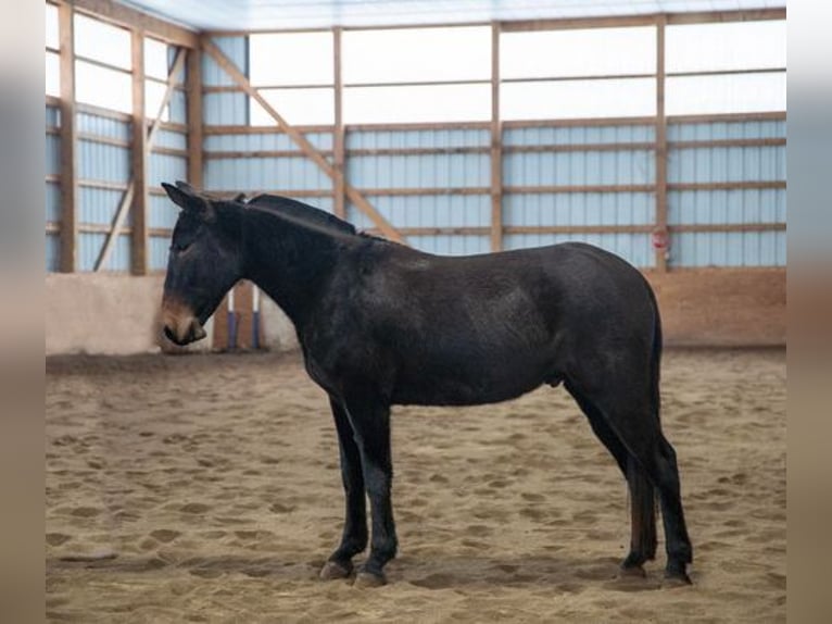 American Quarter Horse Castrone 5 Anni 152 cm Morello in Everett, PA