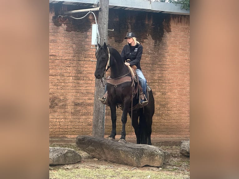 American Quarter Horse Castrone 5 Anni 152 cm Morello in Jacksboro Tx