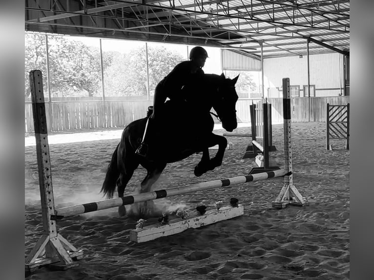 American Quarter Horse Castrone 5 Anni 152 cm Morello in Jacksboro Tx