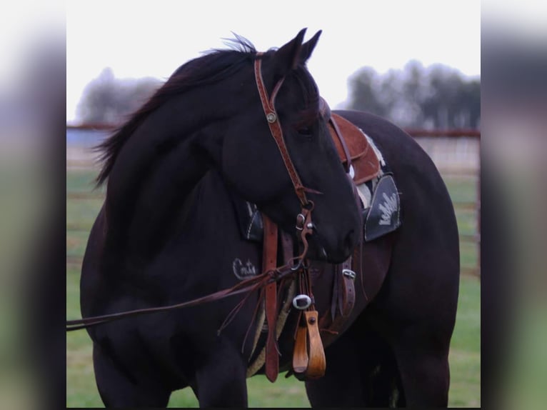 American Quarter Horse Castrone 5 Anni 152 cm Morello in Lipan TX