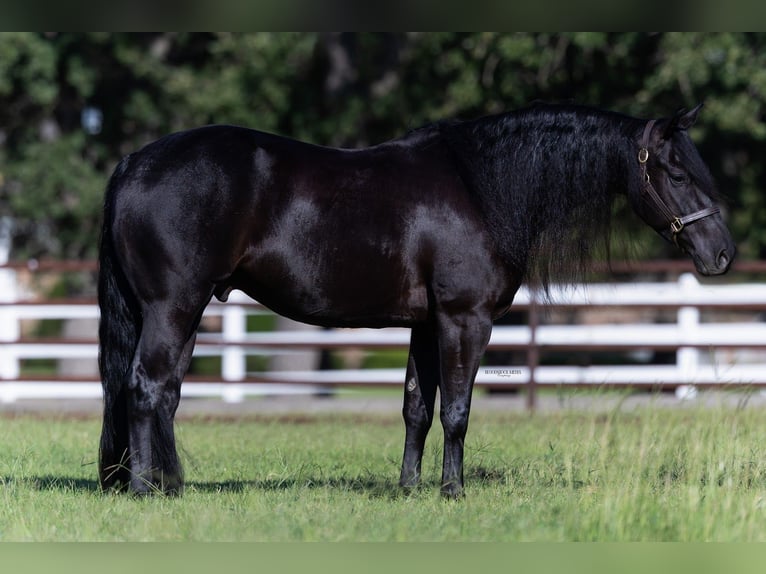 American Quarter Horse Castrone 5 Anni 152 cm Morello in Burleson