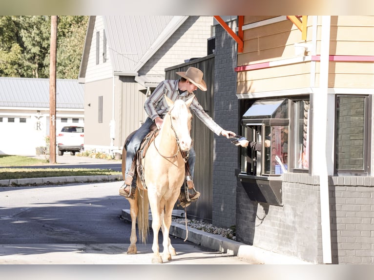 American Quarter Horse Castrone 5 Anni 152 cm Palomino in Needmore
