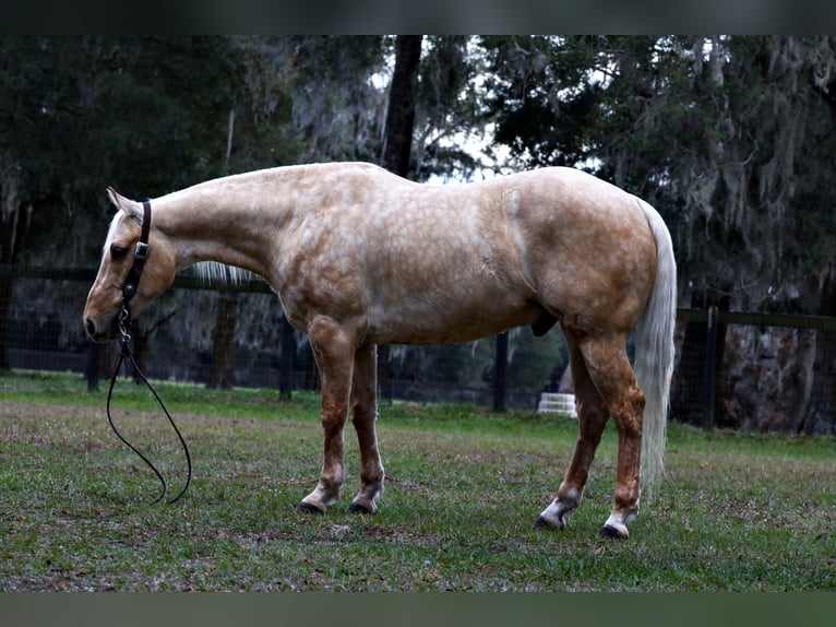 American Quarter Horse Castrone 5 Anni 152 cm Palomino in Millersburg