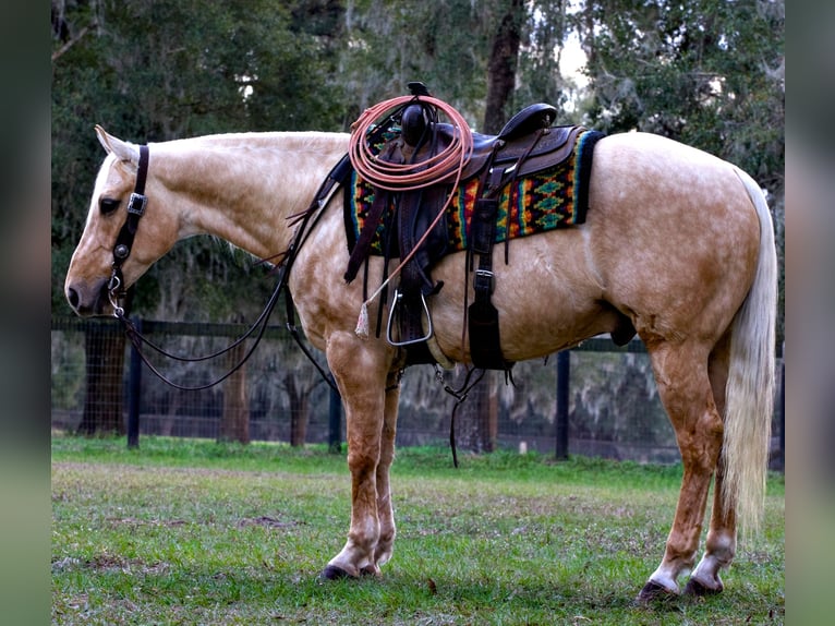 American Quarter Horse Castrone 5 Anni 152 cm Palomino in Millersburg