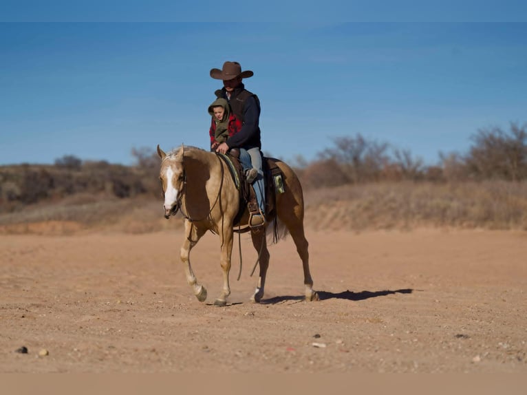 American Quarter Horse Castrone 5 Anni 152 cm Palomino in Indian