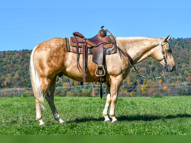 American Quarter Horse Castrone 5 Anni 152 cm Palomino in Rebersburg