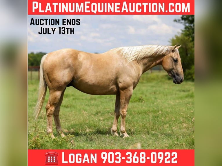 American Quarter Horse Castrone 5 Anni 152 cm Palomino in Canton, TX