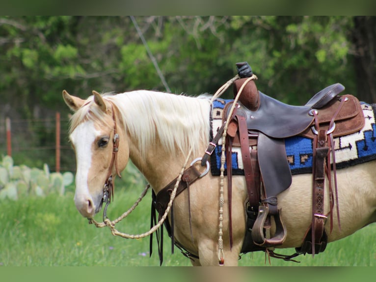 American Quarter Horse Castrone 5 Anni 152 cm Palomino in Morgan MIll TX