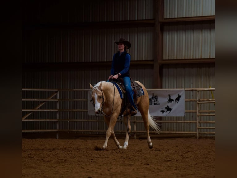 American Quarter Horse Castrone 5 Anni 152 cm Palomino in Mountain Grove MO