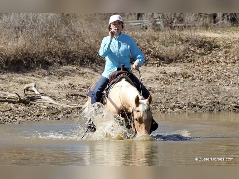 American Quarter Horse Castrone 5 Anni 152 cm Palomino in Weatherford TX