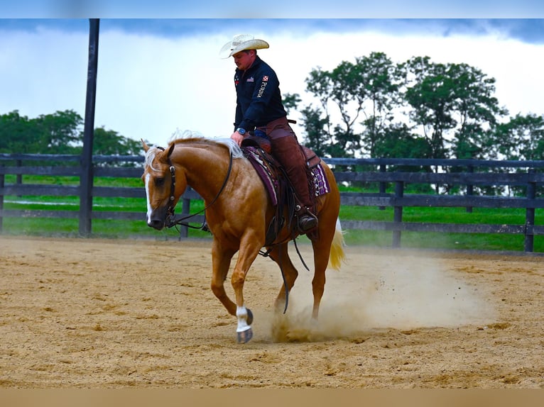 American Quarter Horse Castrone 5 Anni 152 cm Palomino in Wooster, OH
