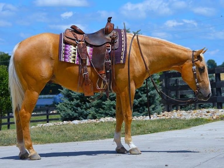 American Quarter Horse Castrone 5 Anni 152 cm Palomino in Wooster, OH