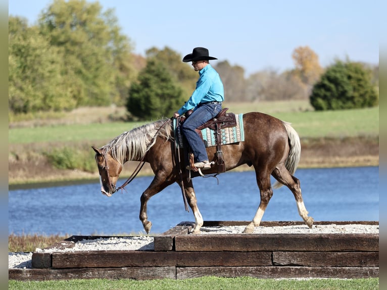 American Quarter Horse Castrone 5 Anni 152 cm Palomino in Buffalo