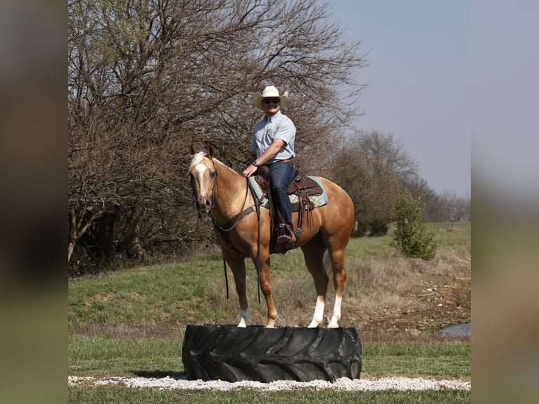 American Quarter Horse Castrone 5 Anni 152 cm Palomino in Buffalo