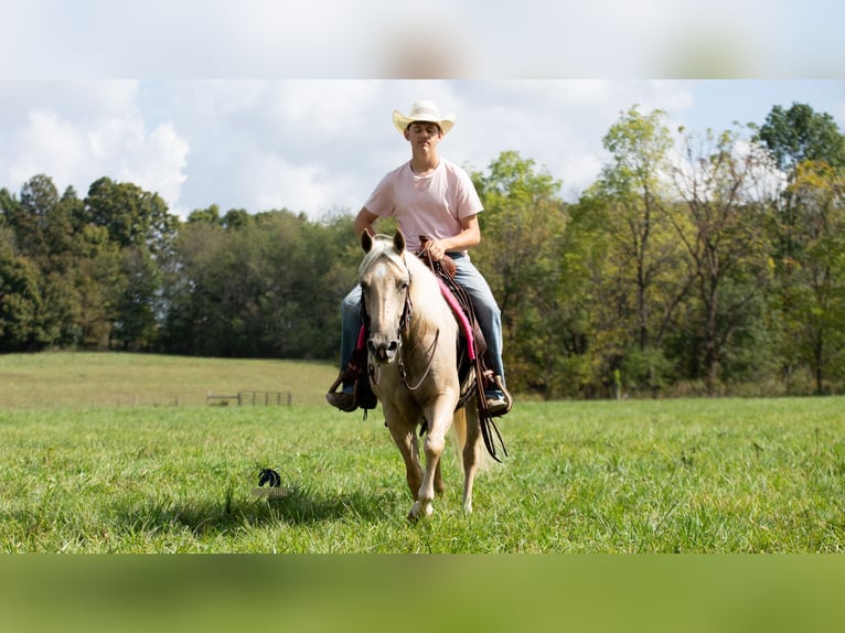 American Quarter Horse Castrone 5 Anni 152 cm Palomino in Fredericksburg, OH