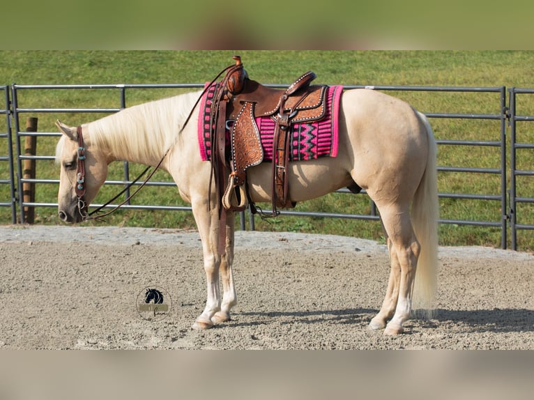 American Quarter Horse Castrone 5 Anni 152 cm Palomino in Fredericksburg, OH