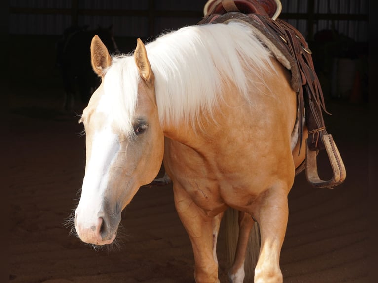 American Quarter Horse Castrone 5 Anni 152 cm Palomino in Independence